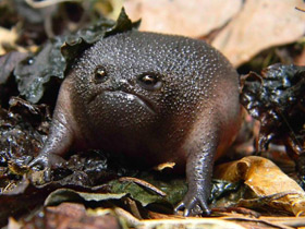 Фото Чёрная дождевая лягушка