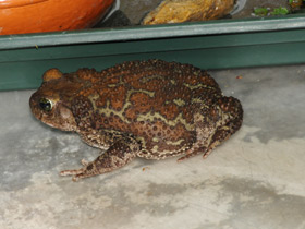 Фото Карибская жаба