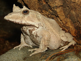Фото Угловатая, или рогатая лягушка