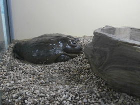 Фото Африканская роющая лягушка