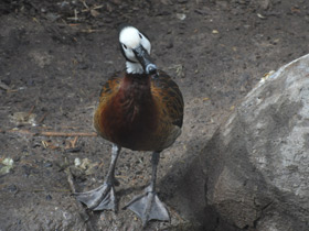 Фото Белолицая свистящая утка