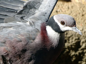 Фото Черношейный плодоядный голубь