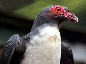 Фото Новогвинейский горный голубь