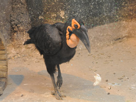 Фото Кафрский рогатый ворон