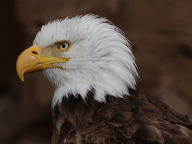 Фото Белоголовый орлан