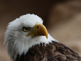 Фото Белоголовый орлан