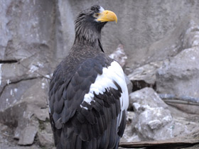 Фото Белоплечий орлан