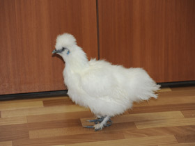 Фото Домашняя курица