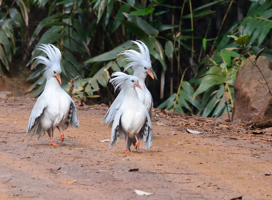 Кагу Rhynochetos jubatus Птицы Описания и фото животных