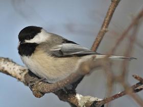 Фото В поисках шишек. Как птицы и белки делают запасы на зиму