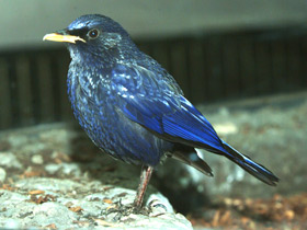 Фото Синяя птица