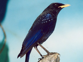 Фото Синяя птица