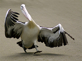 Фото Австралийский очковый пеликан