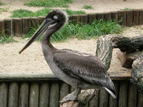 Фото Бурый пеликан