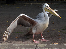 Фото Розовоспинный пеликан