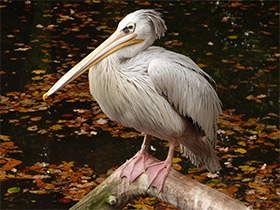Фото Розовоспинный пеликан