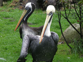 Фото Перуанский пеликан