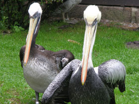 Фото Перуанский пеликан