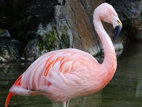 Фото Чилийский фламинго