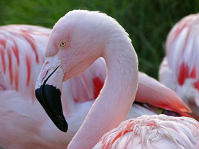 Фото Чилийский фламинго