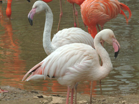 Фото Фламинго и их гнезда