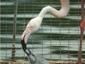 Фото Обыкновенный фламинго