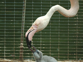 Фото Обыкновенный фламинго