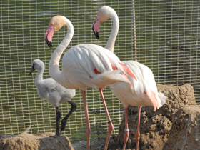 Фото Фламинго и их гнезда