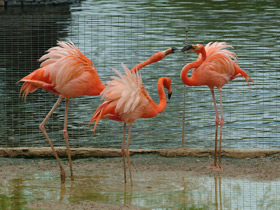 Фото Красный фламинго