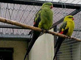 Фото Воротничковый попугай