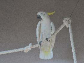Фото Малый желтохохлый какаду