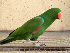 Фото Благородный зелёно-красный попугай