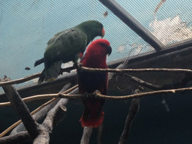 Фото Благородный зелёно-красный попугай