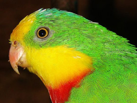 Фото Роскошный баррабандов попугай