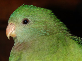 Фото Роскошный баррабандов попугай