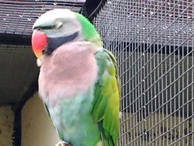 Фото Розовогрудый кольчатый попугай