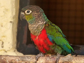 Фото Жемчужный краснохвостый попугай