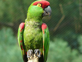 Фото Аровидный попугай