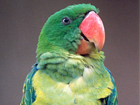 Фото Черноплечий большеклювый попугай