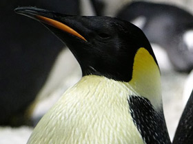 Фото Императорский пингвин