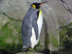 Фото Королевский пингвин