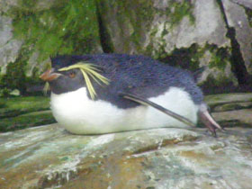 Фото Хохлатый пингвин