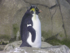 Фото Хохлатый пингвин