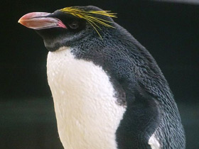 Фото Золотоволосый пингвин