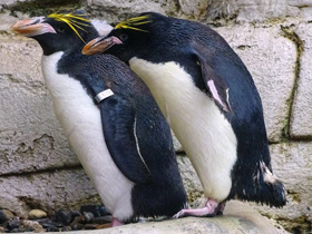 Фото Золотоволосый пингвин