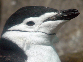 Фото Антарктический пингвин