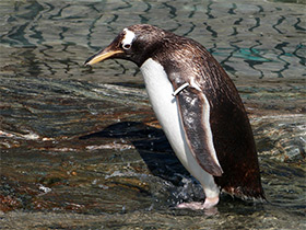 Фото Папуанский пингвин