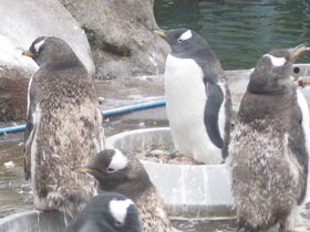 Фото Папуанский пингвин