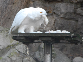 Фото Белая сова