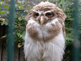Фото Очковая неотропическая сова